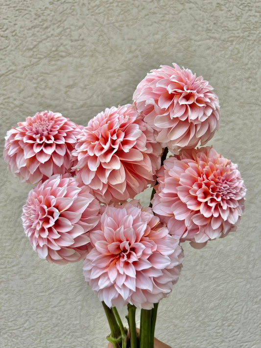 Peaches n cream dahlia - Pedaling Petals