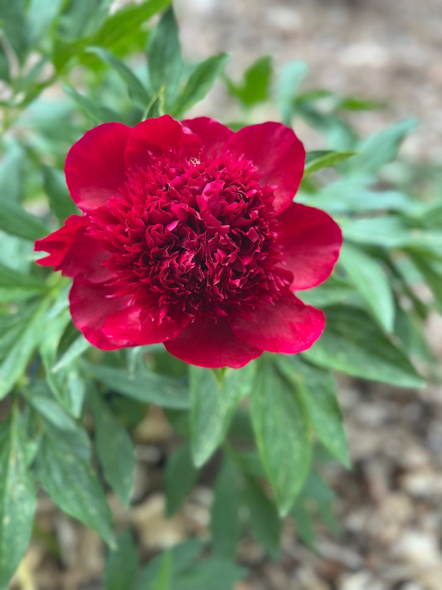 Peony flower bunch - Pedaling Petals