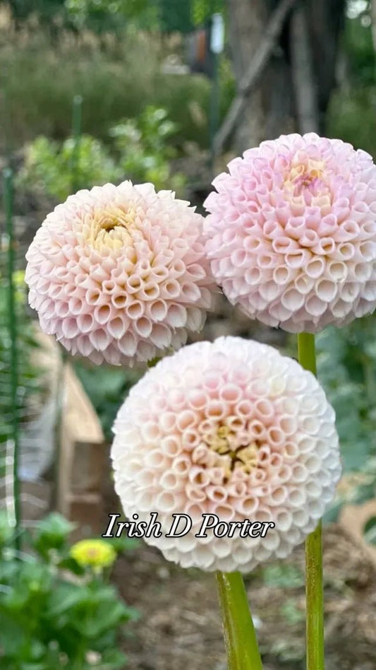 POM dahlia bloom - Pedaling Petals