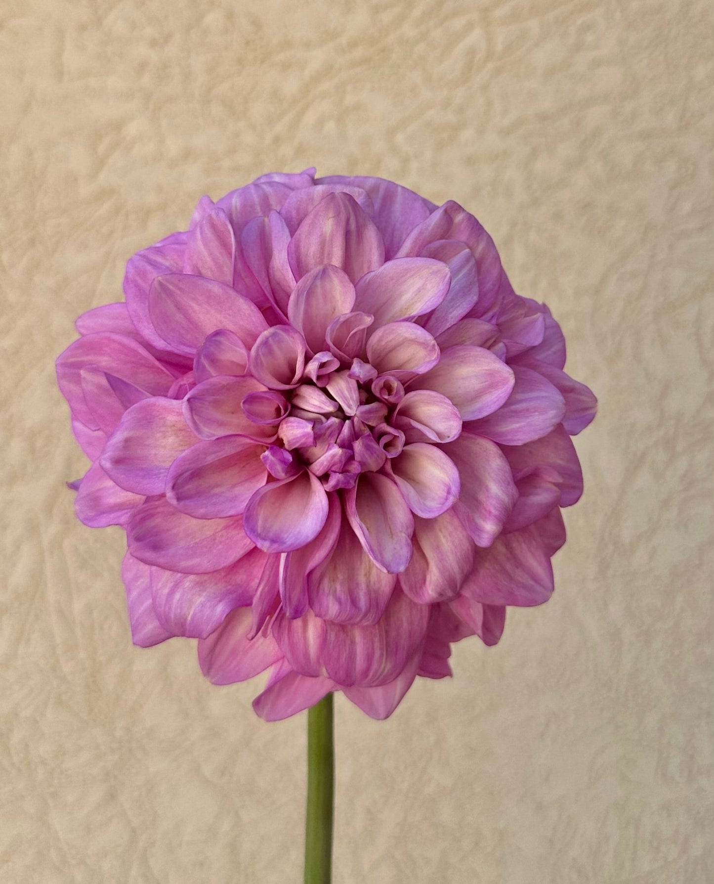 RM Moonlight dahlia tuber - Pedaling Petals