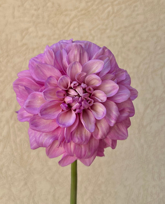 RM Moonlight dahlia tuber - Pedaling Petals