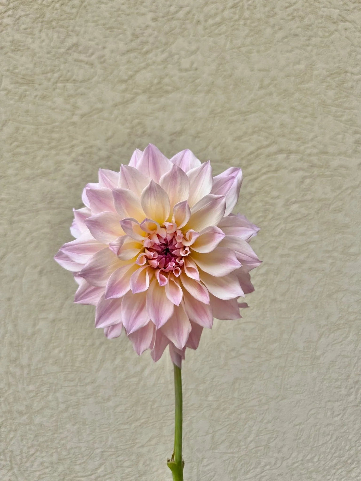 RM Rainier dahlia cutting - Pedaling Petals