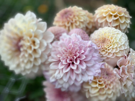 Romantic and elegant dahlia wedding flowers - Pedaling Petals