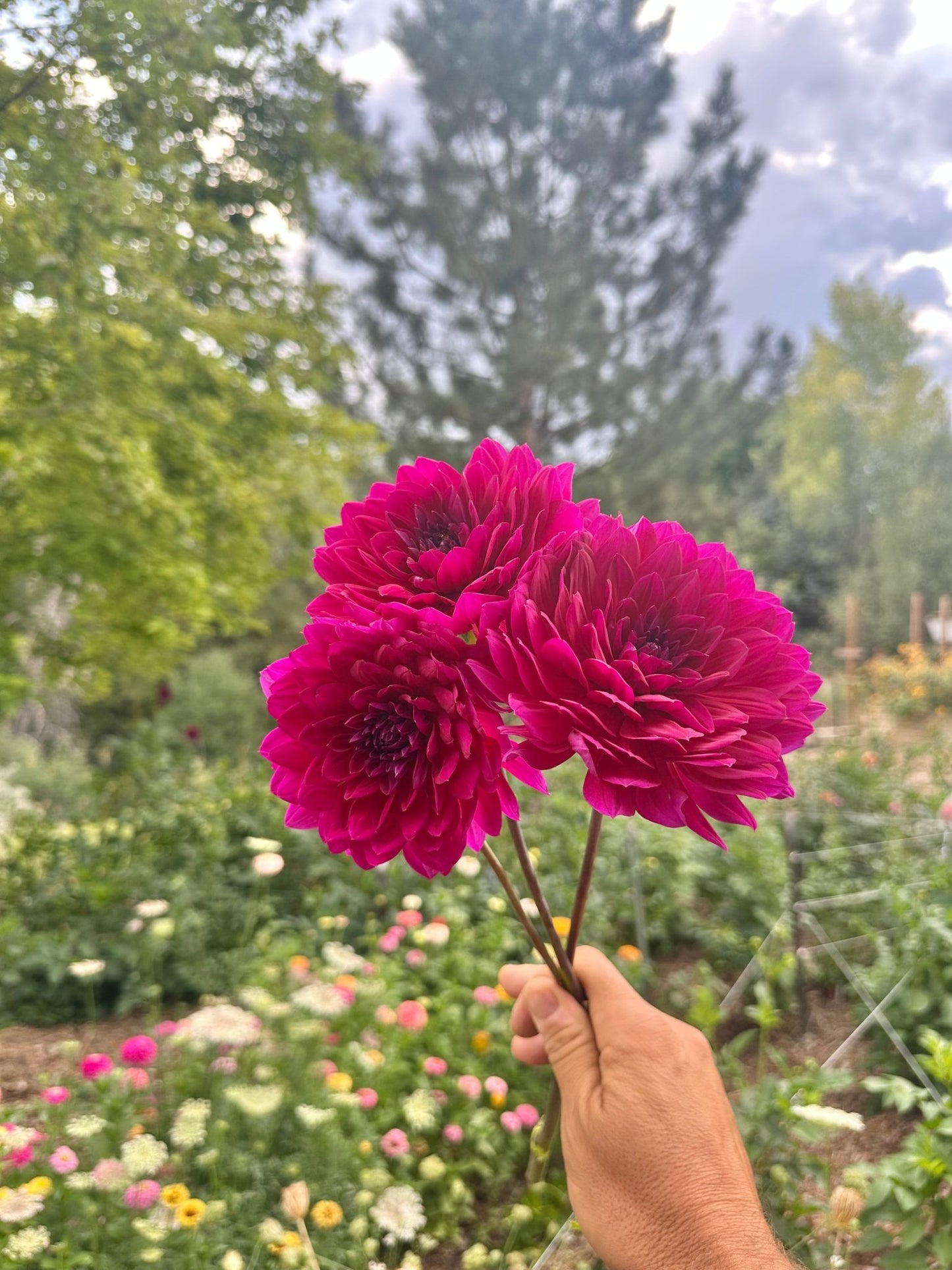 Sandia Nocturne dahlia tuber - Pedaling Petals