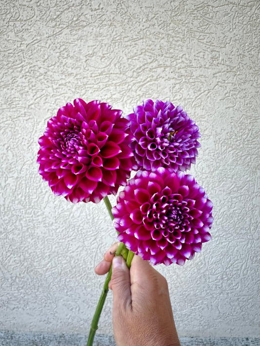 Sharky Dahlia tuber - Pedaling Petals