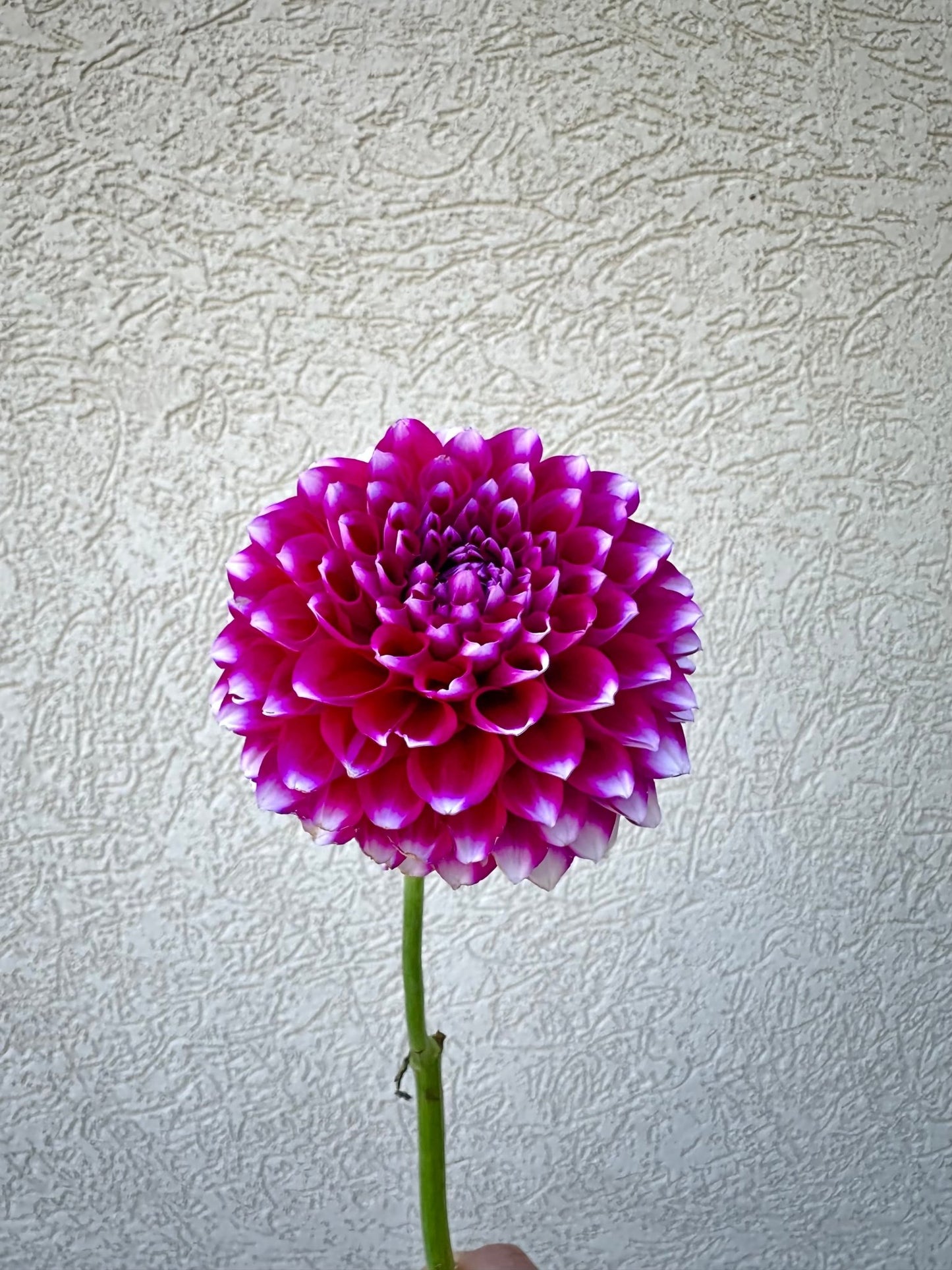 Sharky Dahlia tuber - Pedaling Petals