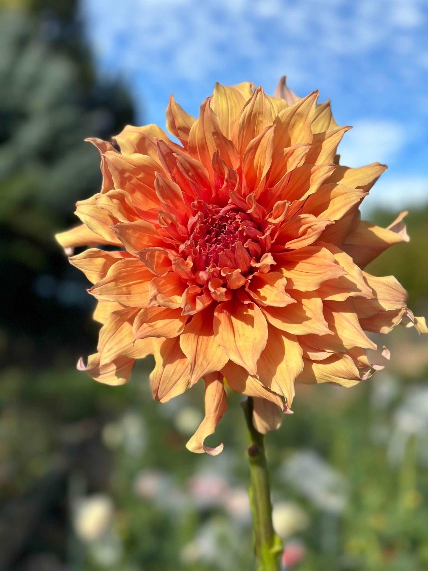 Sherwood’s Peach dahlia - Pedaling Petals