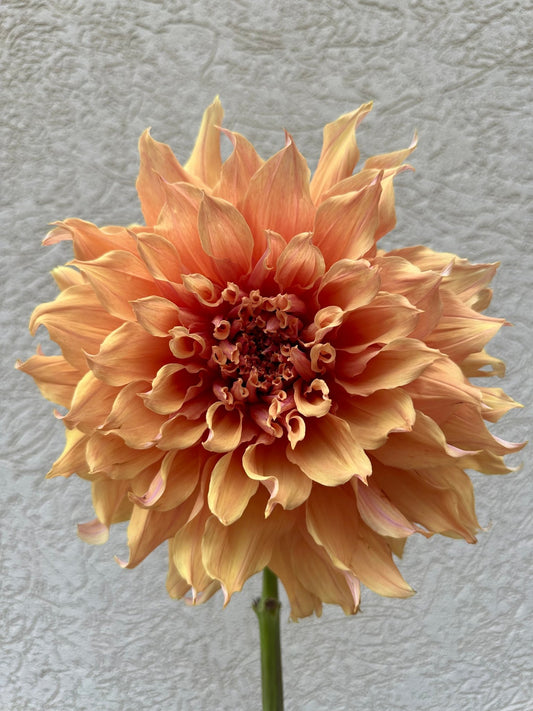 Sherwood’s Peach dahlia - Pedaling Petals