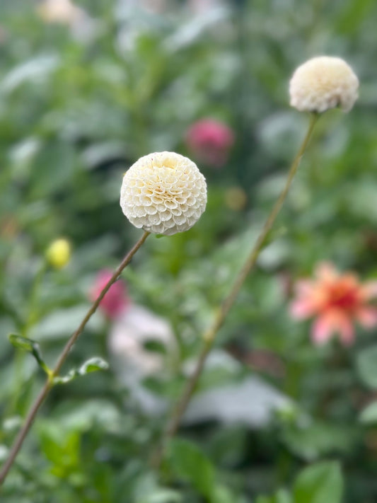 Small World dahlia - Pedaling Petals