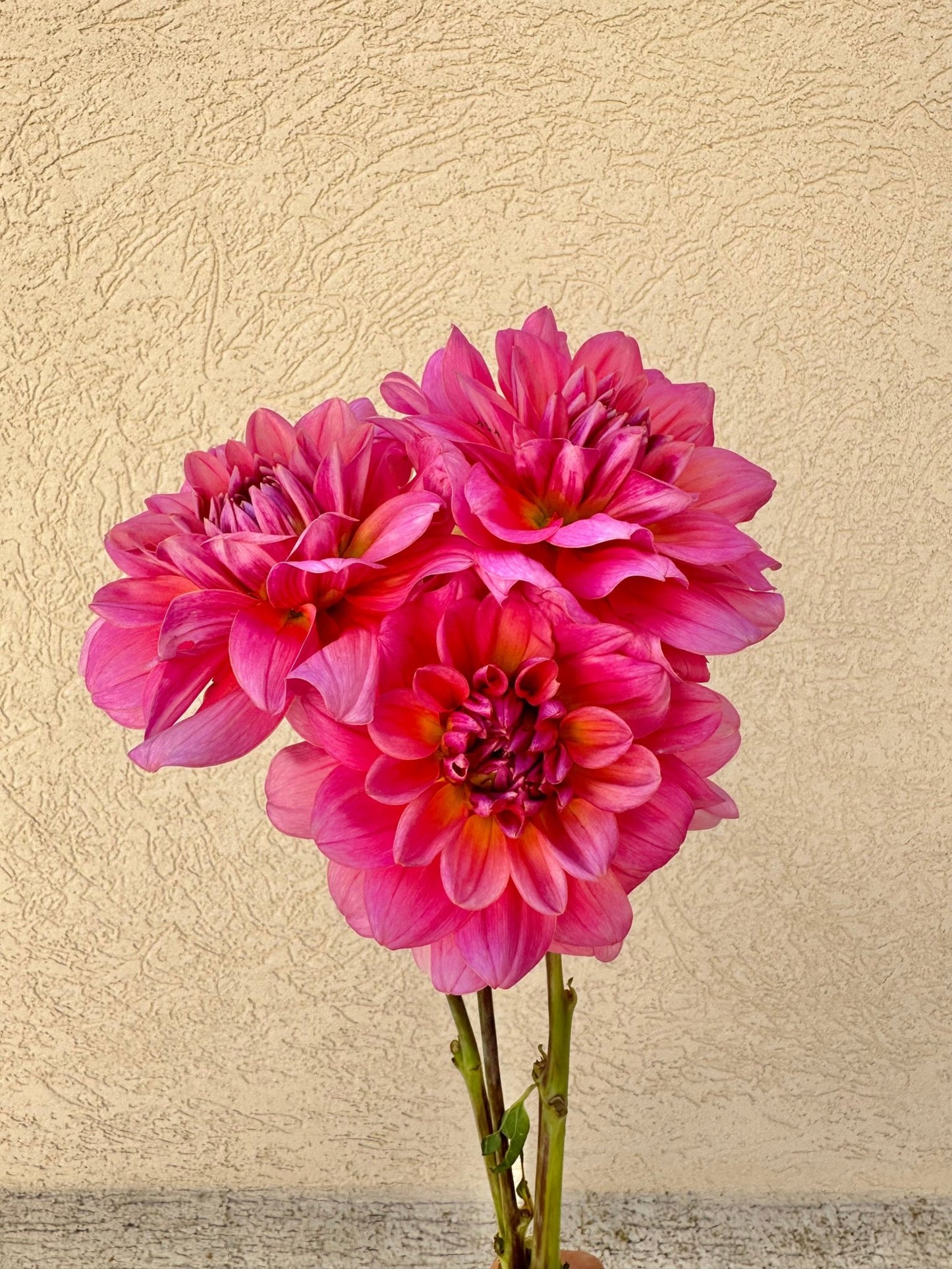 Southern Belle dahlia tuber - Pedaling Petals
