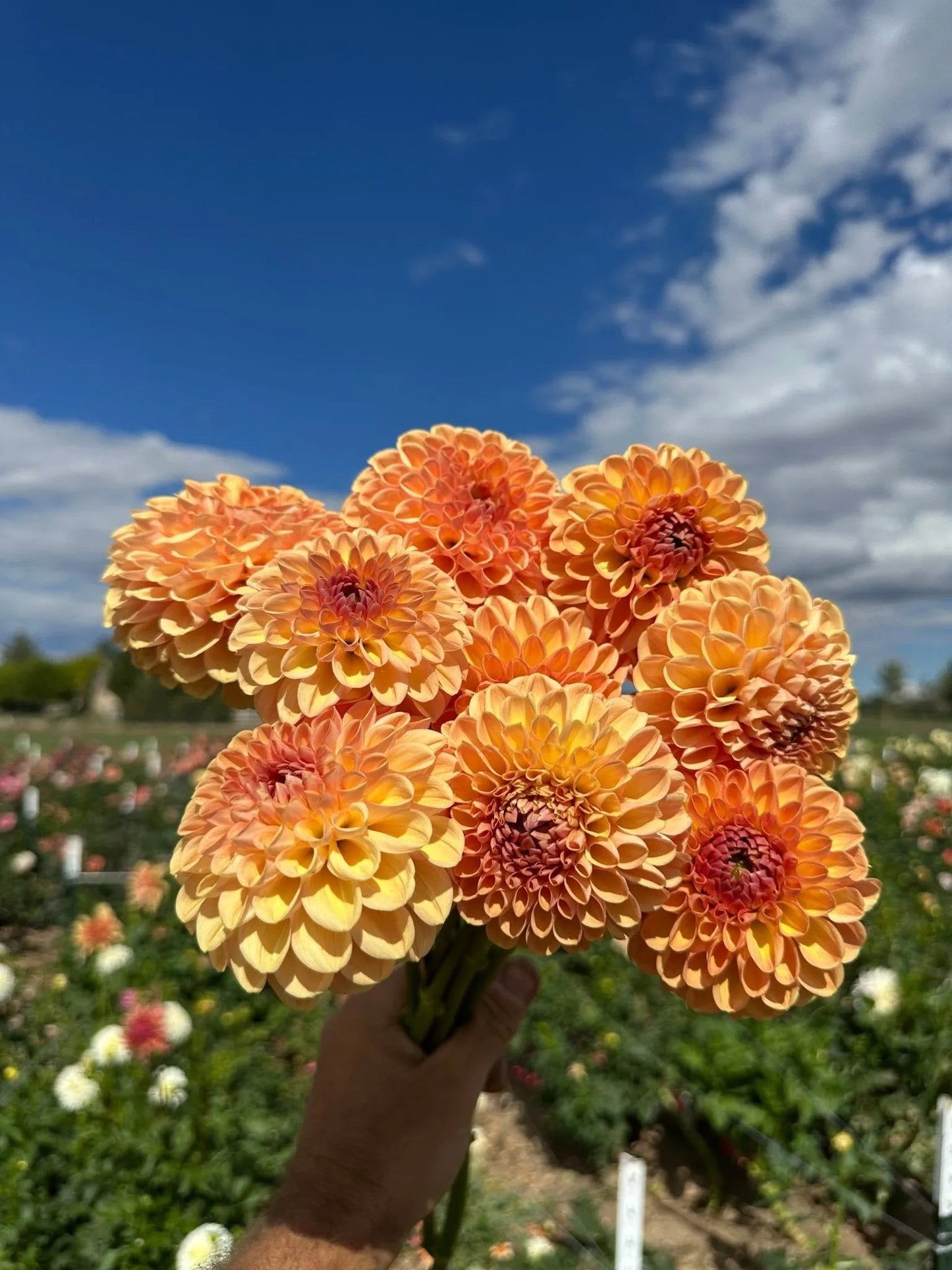 Valley Tawny dahlia tuber - Pedaling Petals