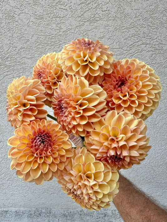 Valley Tawny dahlia tuber - Pedaling Petals