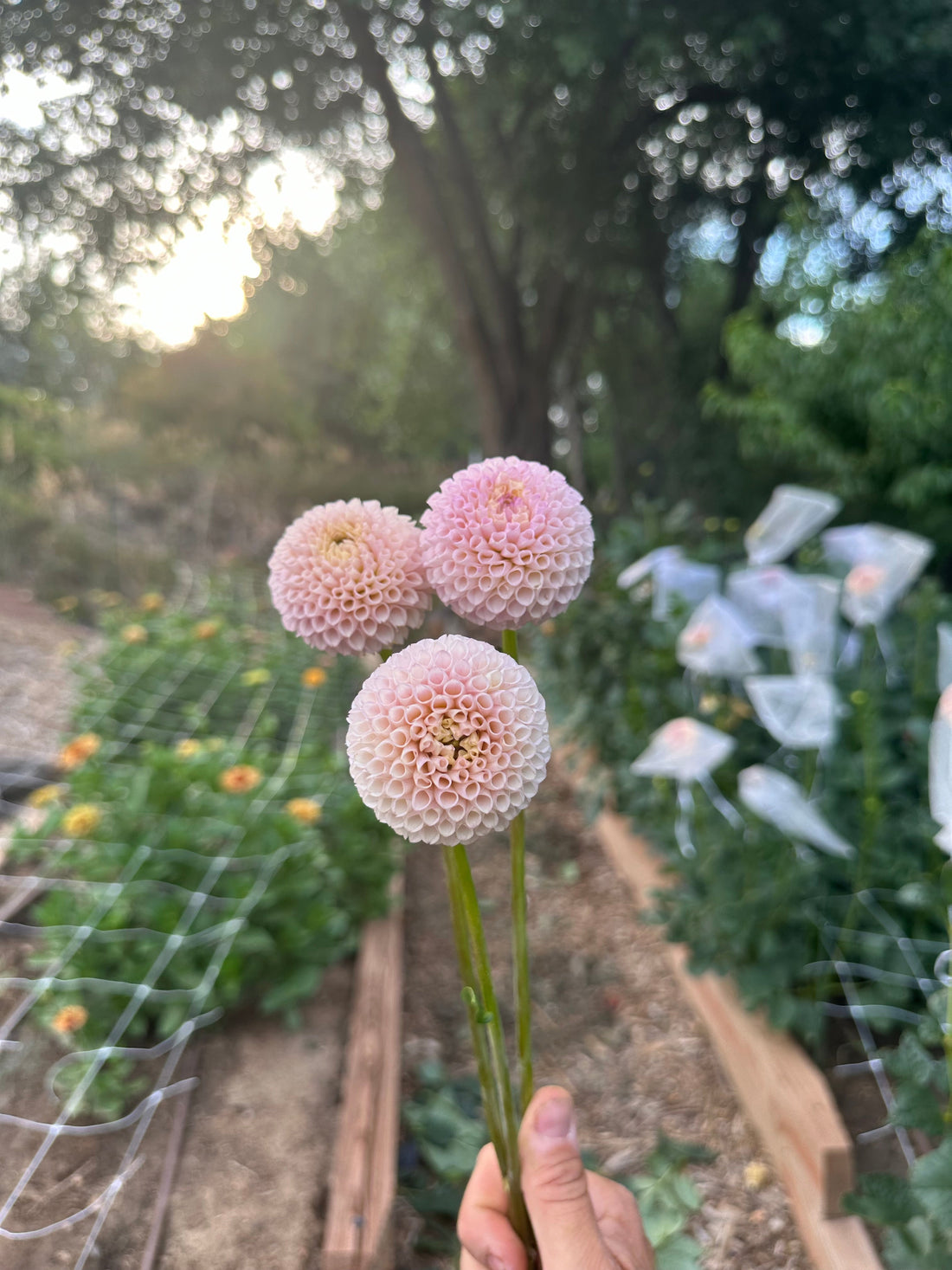 Our continuous improvement approach to controlling and reducing dahlia virus in our gardens