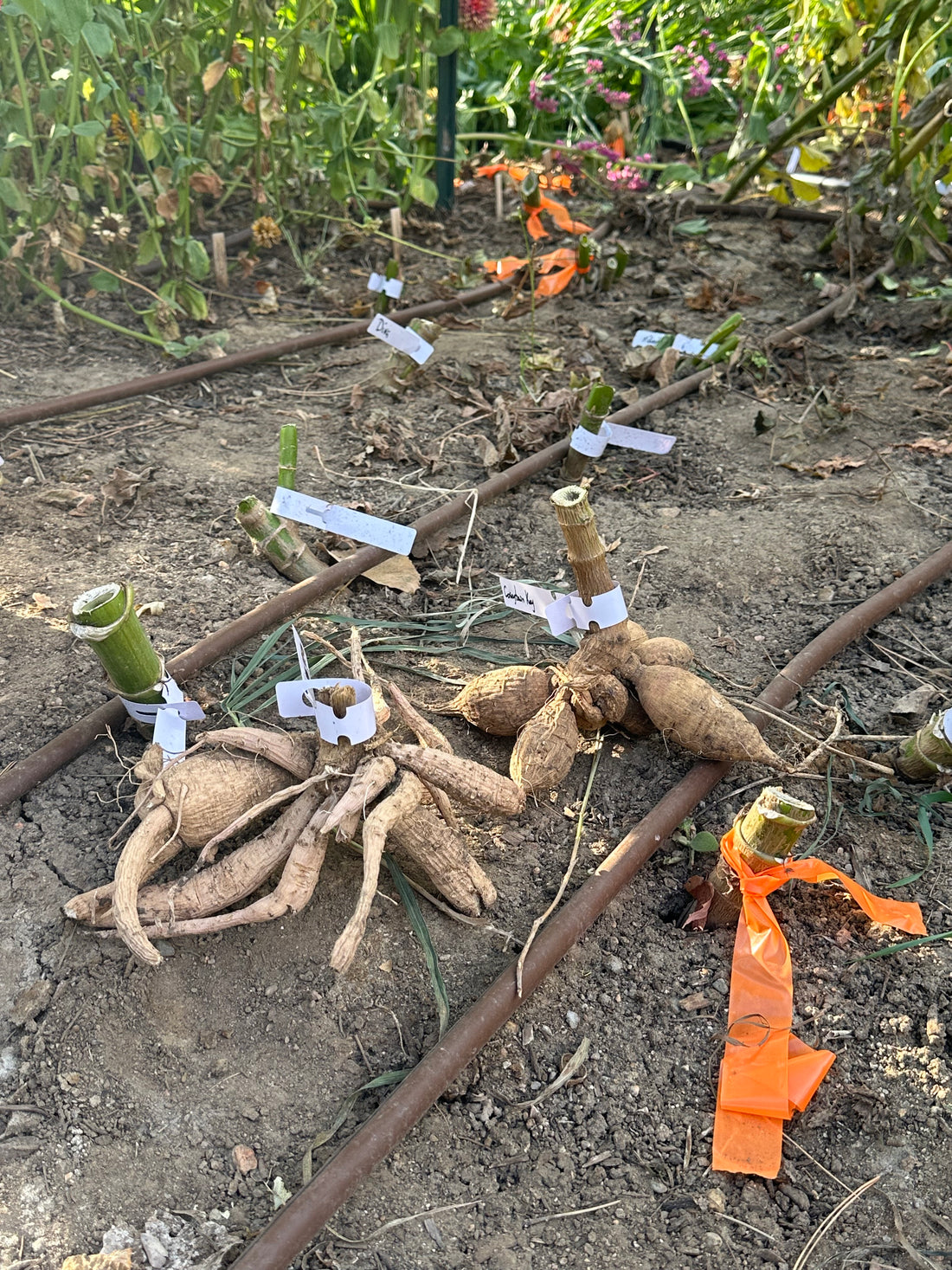 Why Digging Up Dahlia Tubers in Fall is Key to a Stunning Spring Garden