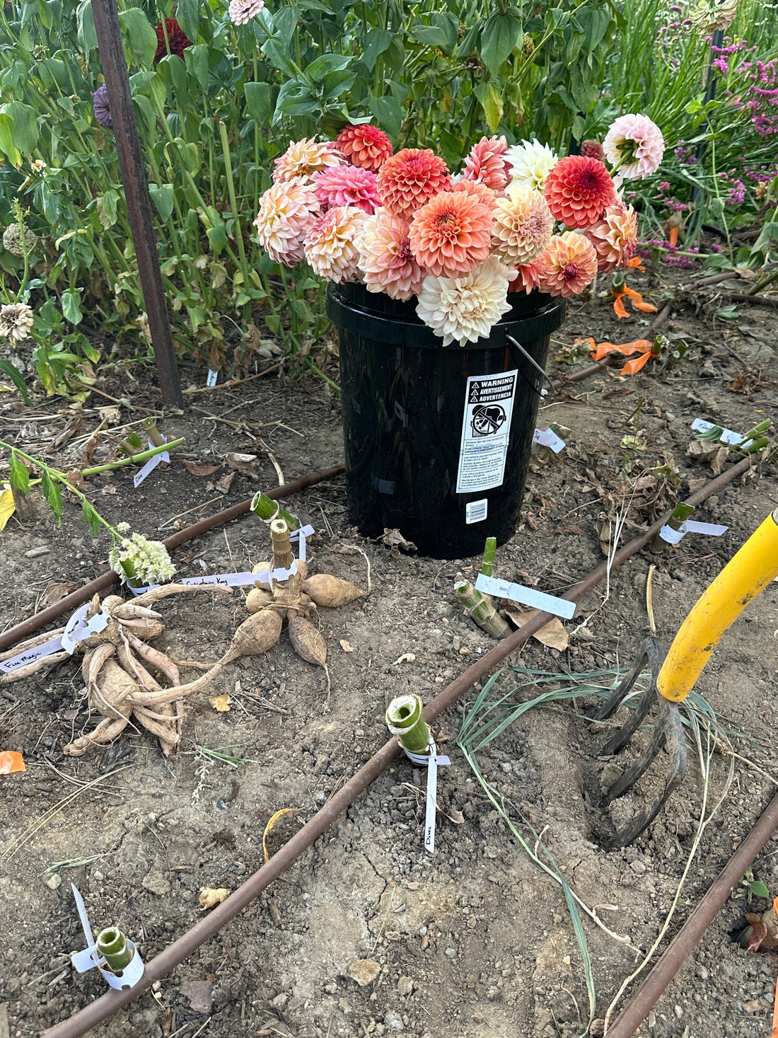 Growing Dahlias: Your Complete Guide to Planting, Care, and Blooms