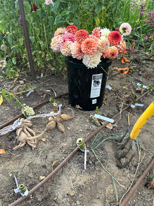 Growing Dahlias: Your Complete Guide to Planting, Care, and Blooms