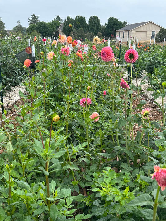 Two Habits That Give You Bigger Blooms and Longer Stems