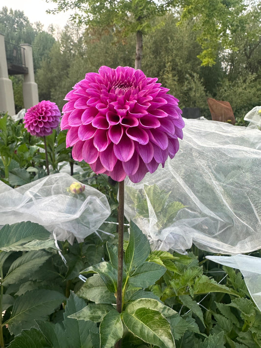 RM Honey Hive, RM Ursula, and KA’s® Boho Rose - one stops you at the gate, one shimmers, and one won’t quit blooming