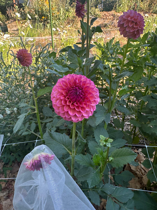 Two Dahlias That Caught My Attention This Week: RM Party Popper & KA’s® Opal Cliffs