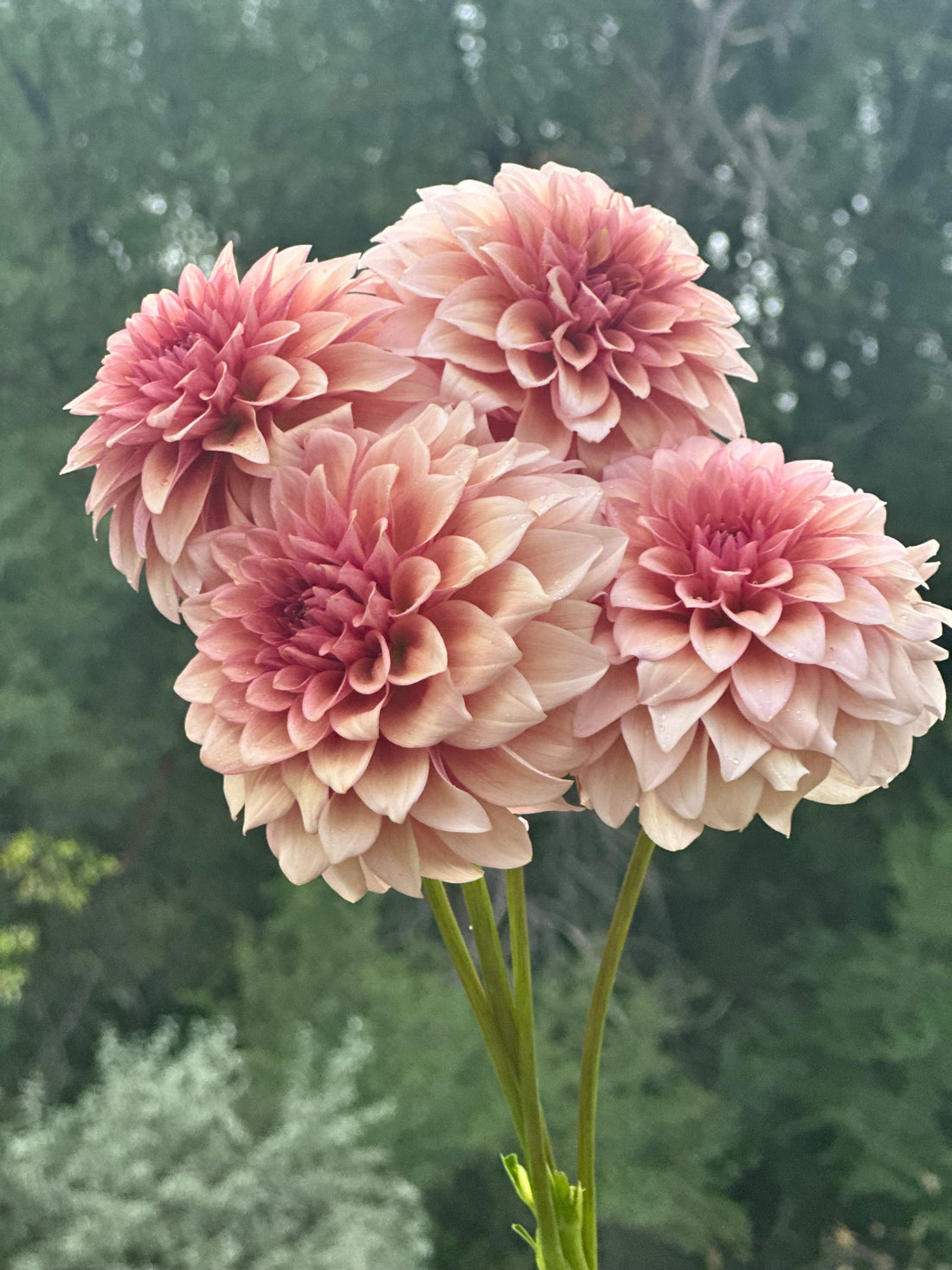 RM and KA’s dahlia Heaven's Garden Walkthrough — Week of August 2, 2026