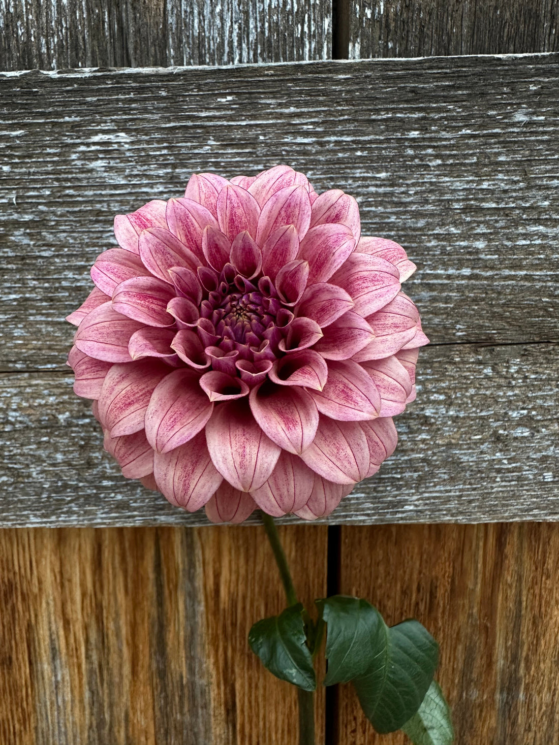 Two River Merle Dahlias in RM Heaven Garden: RM Smokeshow & RM Riann