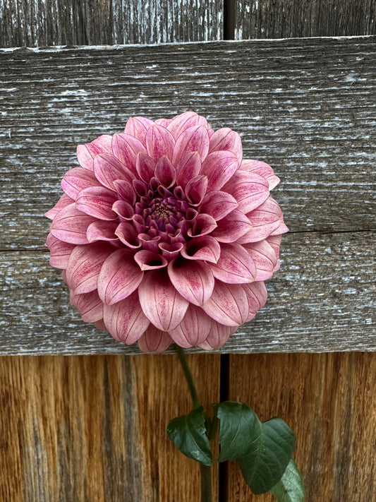 Two River Merle Dahlias in RM Heaven Garden: RM Smokeshow & RM Riann