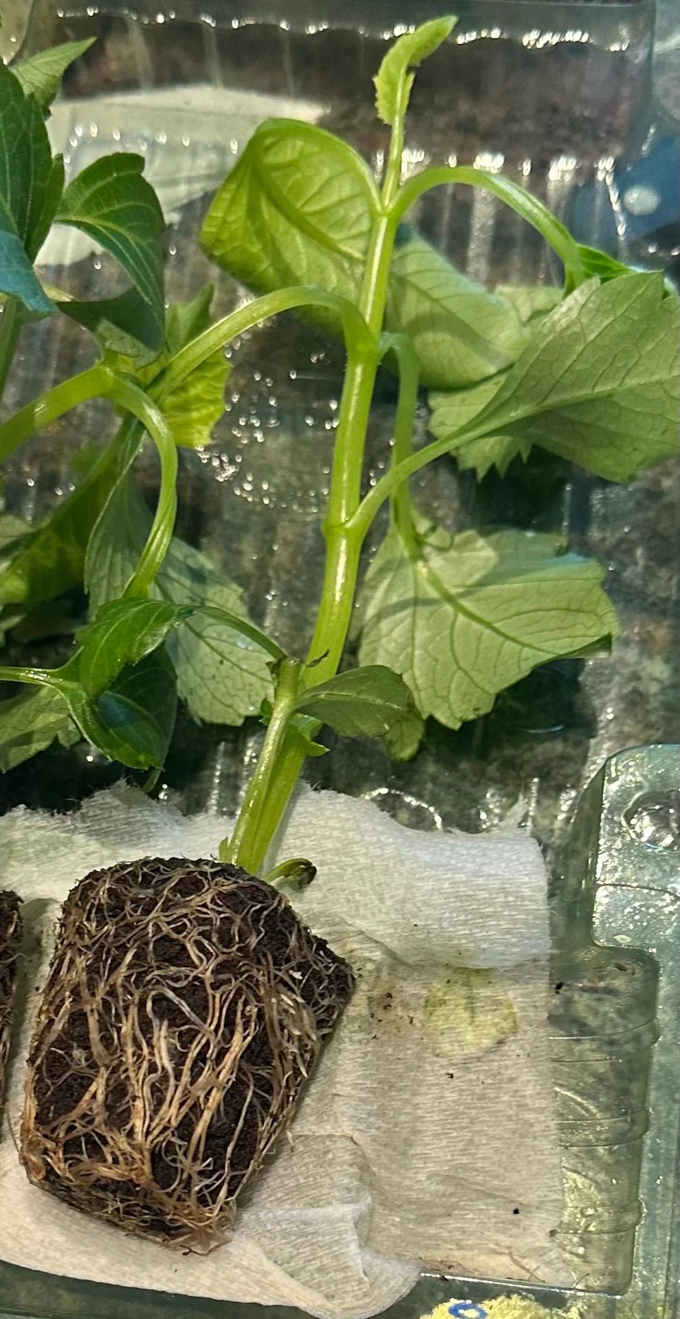 Dahlia cuttings - how they can help you have a better garden next summer! - Pedaling Petals