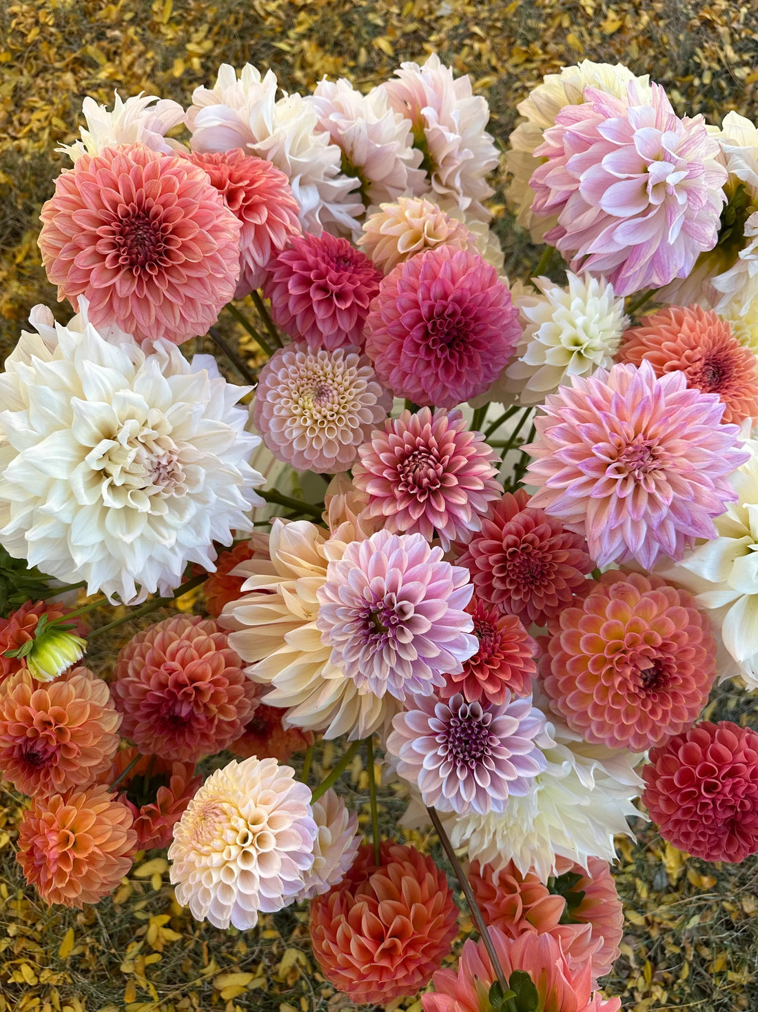 From Soil to Spring: How to Save Your Dahlia Tubers for Next Season’s Bold Blooms - Pedaling Petals
