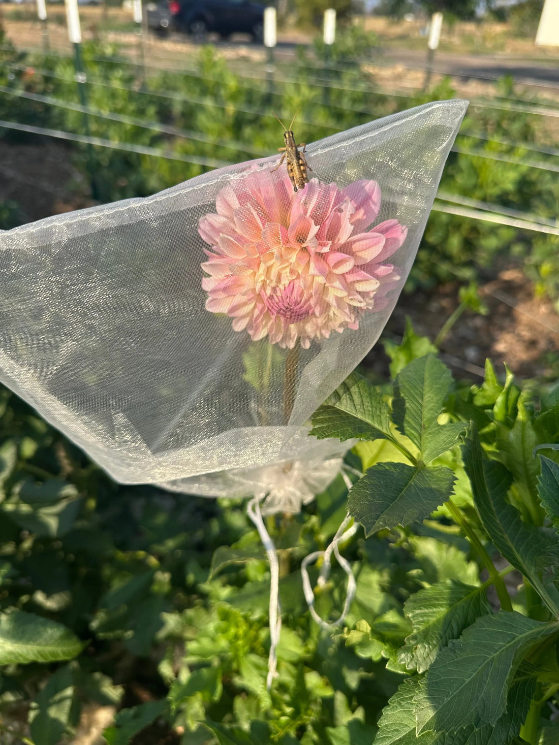 How to have pristine dahlia blooms during the dog days of summer and peak pest pressure - Pedaling Petals