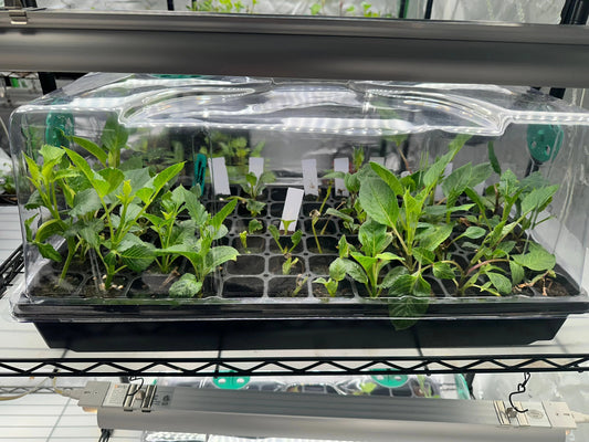 How to Take a Dahlia Cutting: A Step-by-Step Guide - Pedaling Petals