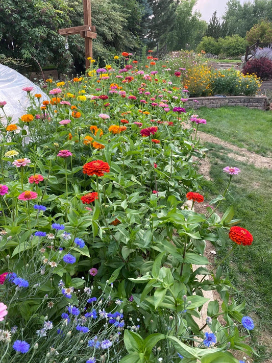 Our flower and Dahlia journey - Pedaling Petals