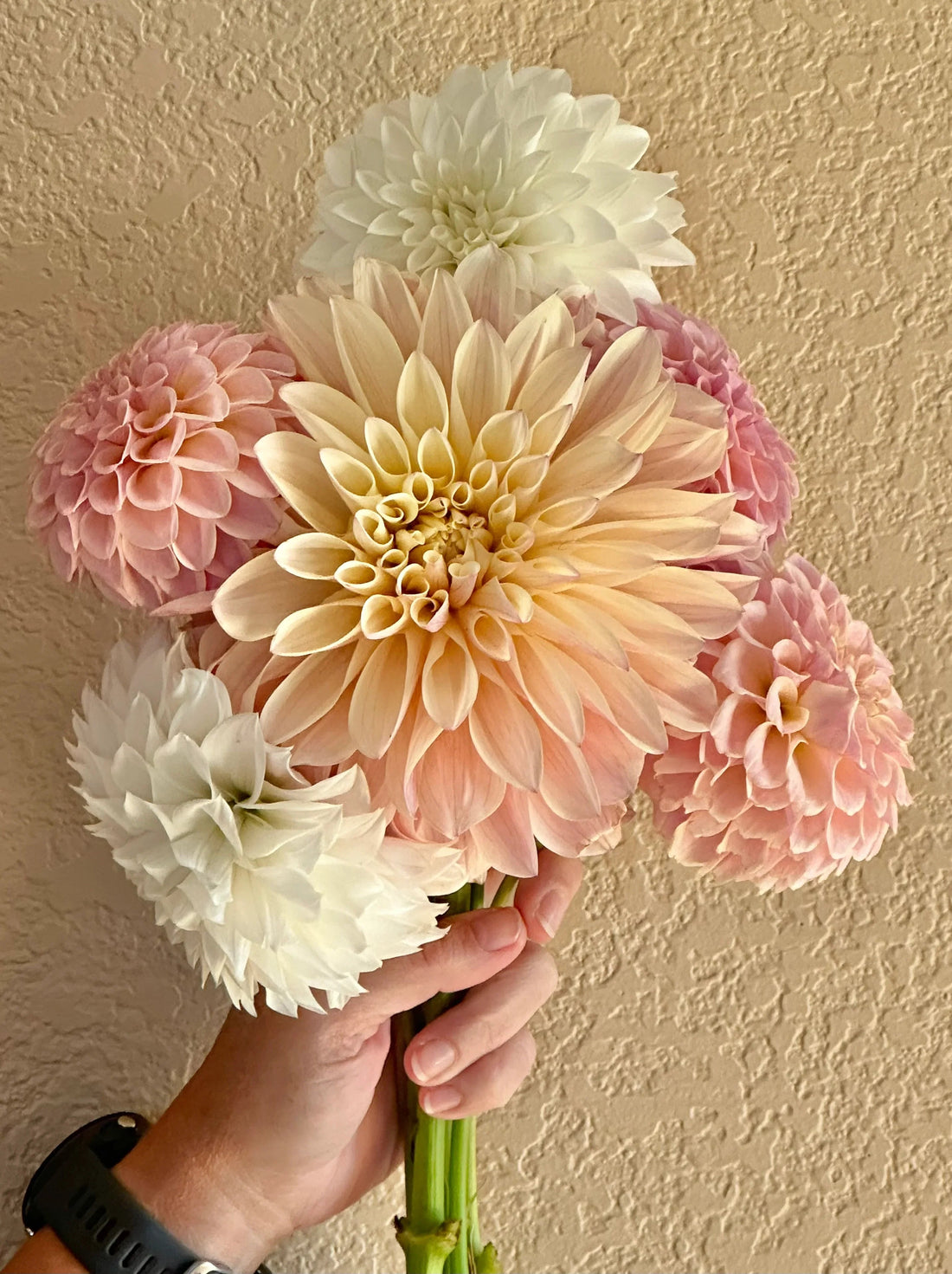 Our Top 5 Dahlia Varieties for Weddings - Pedaling Petals