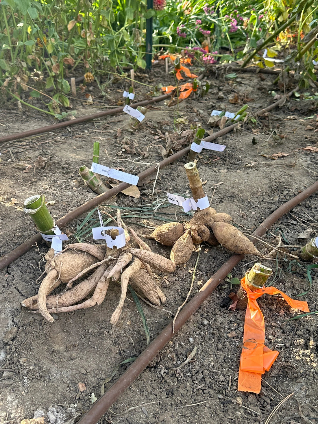 Why Digging Up Dahlia Tubers in Fall is Key to a Stunning Spring Garden - Pedaling Petals