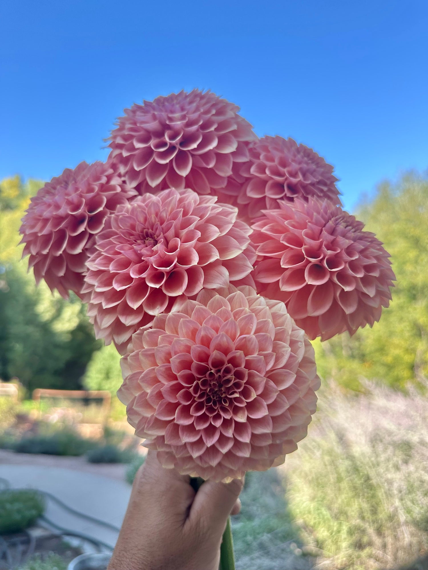 River Merle dahlia collection