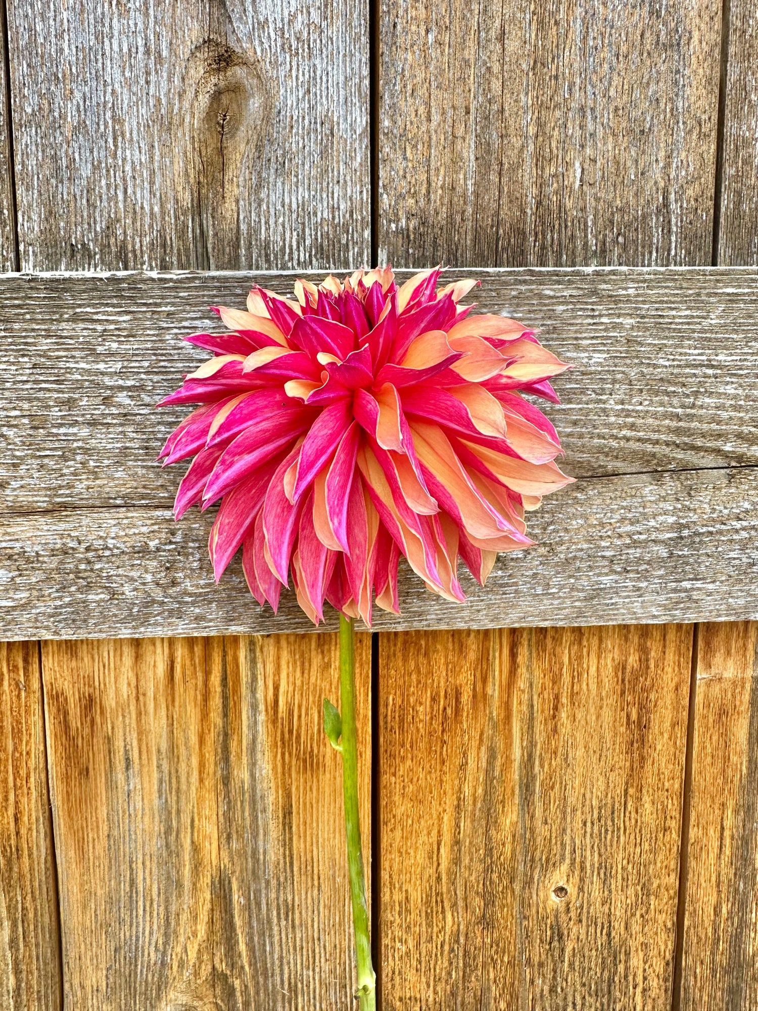 River’s dahlia collection