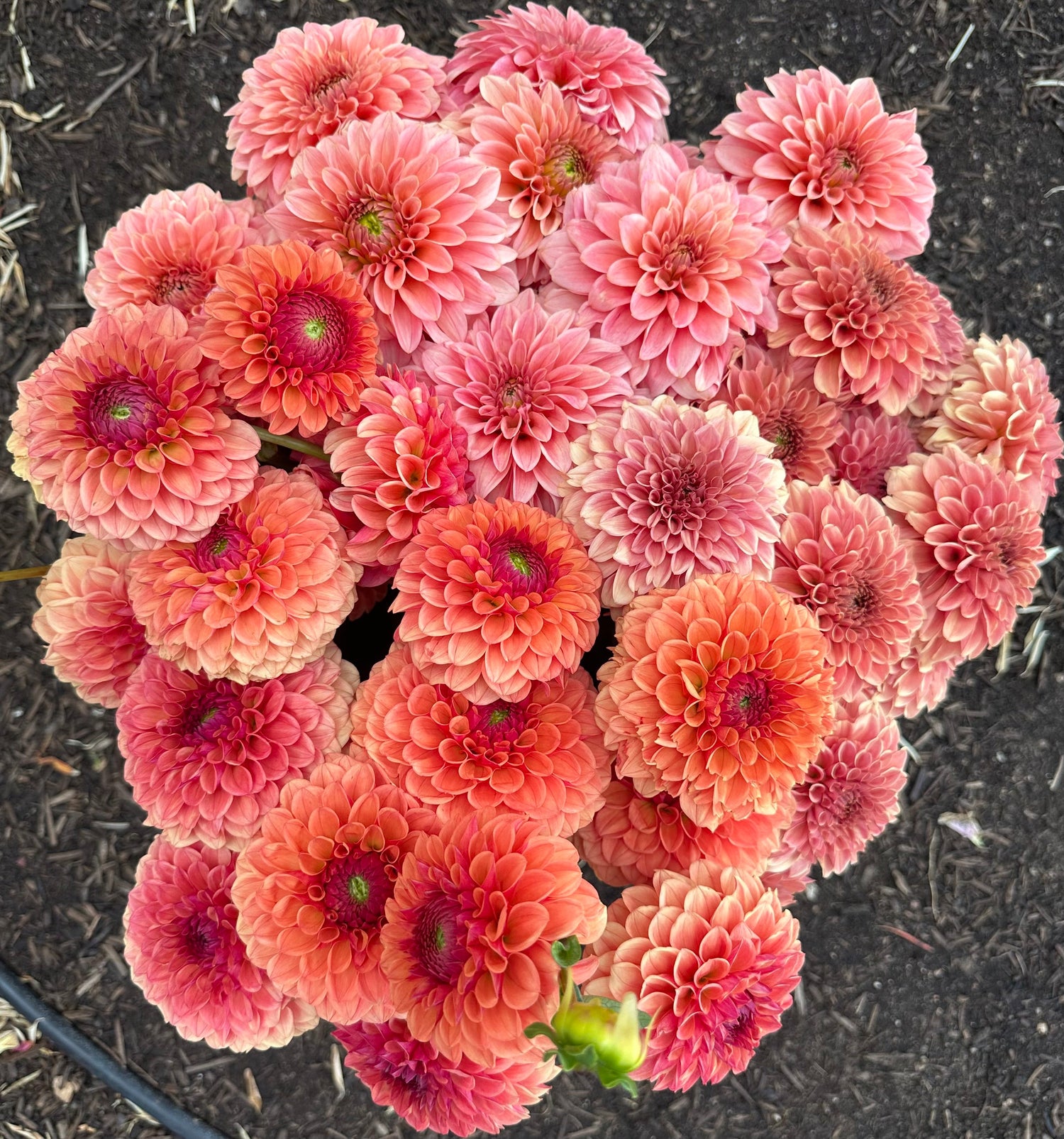 KA® Dahlia’s - Pedaling Petals