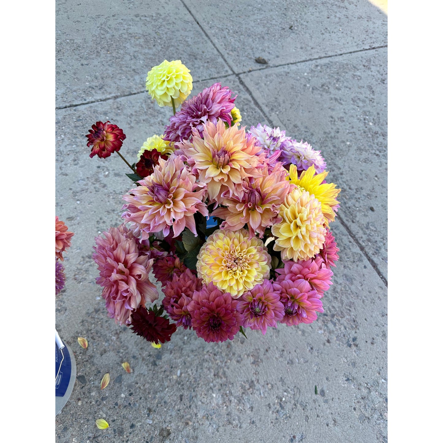 4 week premium dahlia flower bouquet subscription