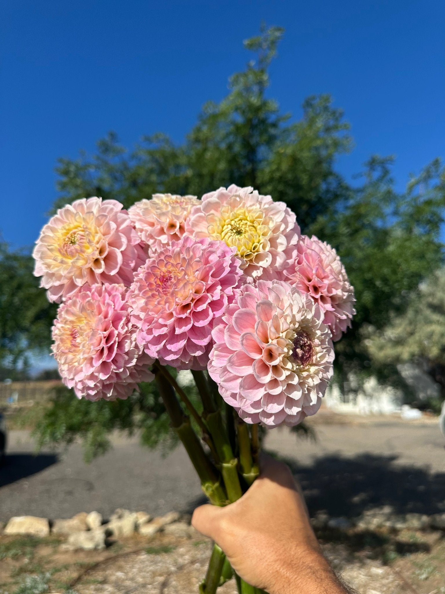 20th Ave Memory dahlia tuber - Pedaling Petals