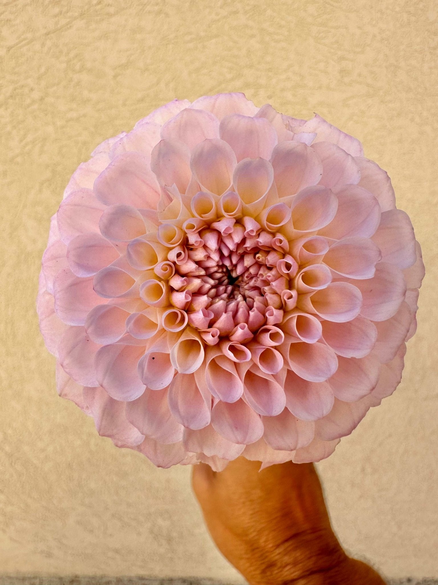 20th Ave Memory dahlia tuber - Pedaling Petals