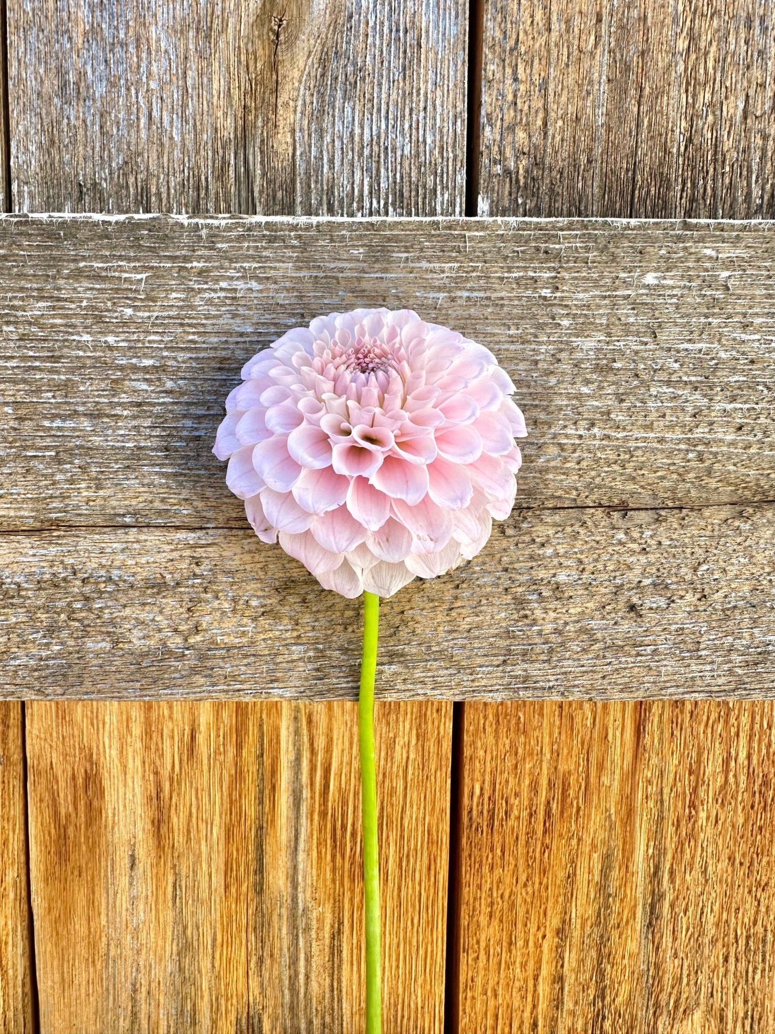 20th Ave Memory dahlia tuber - Pedaling Petals