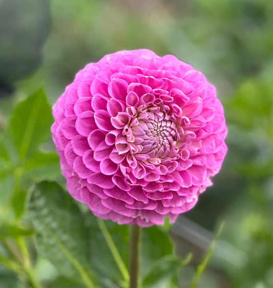 20th Ave Old Major dahlia tuber - Limit 1 - Pedaling Petals