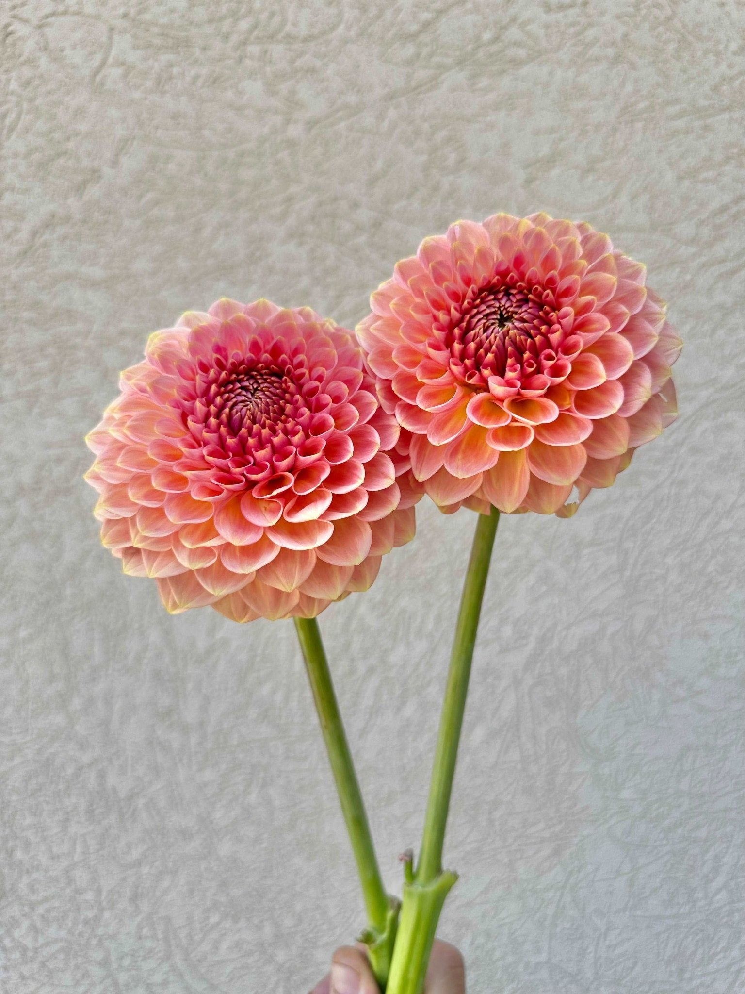 20th Ave Softer Peach dahlia tuber - Pedaling Petals