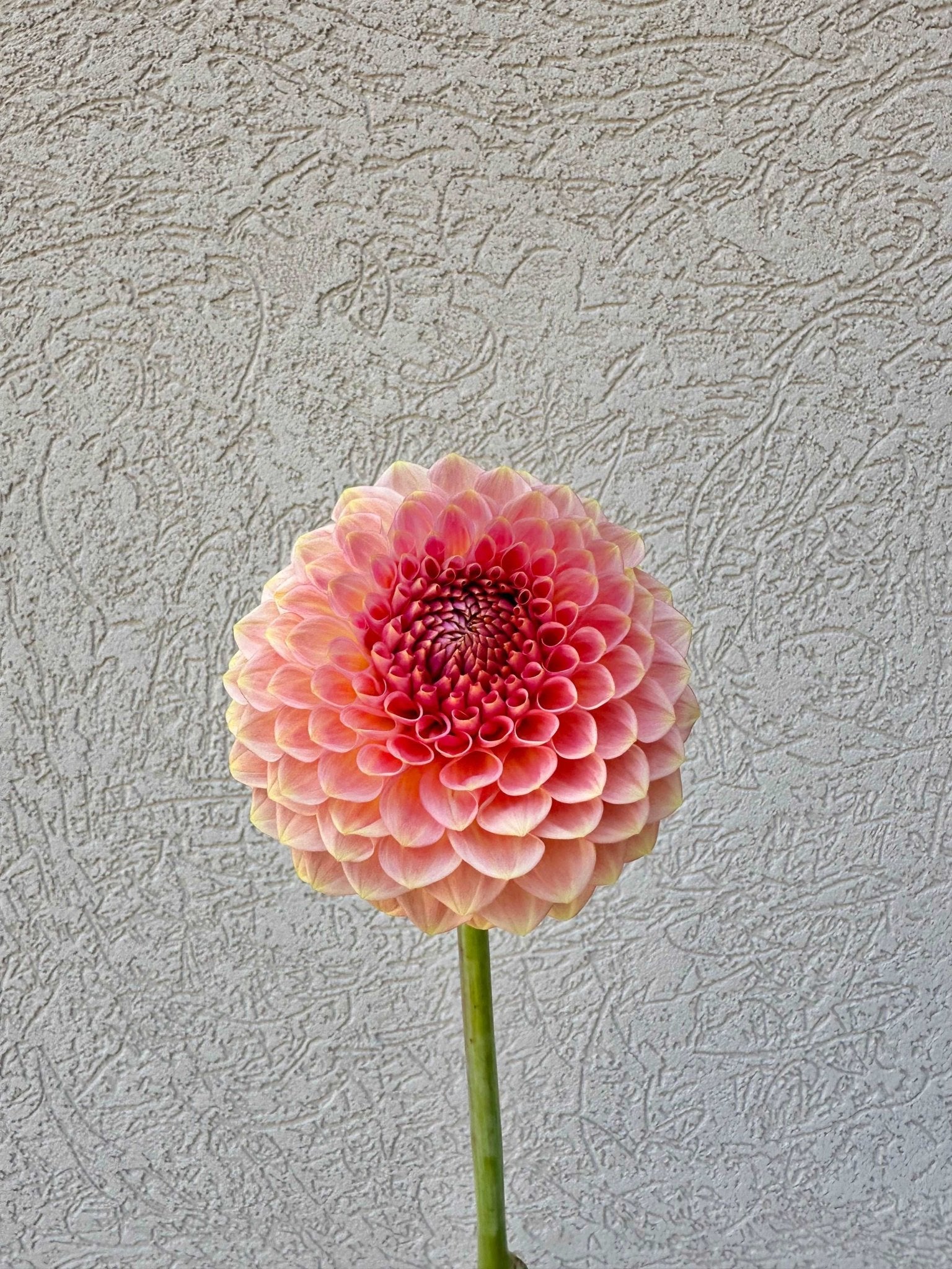 20th Ave Softer Peach dahlia tuber - Pedaling Petals