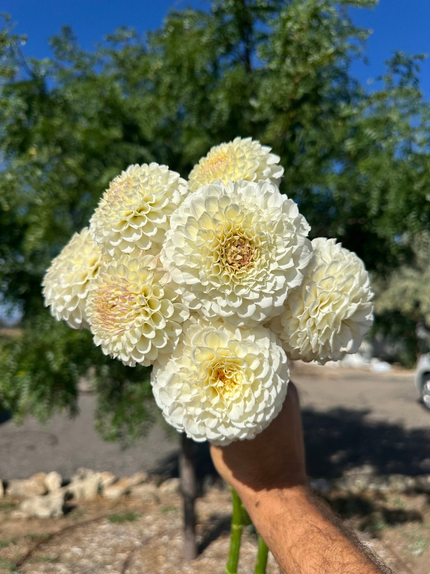 20th Ave Tradition dahlia - Pedaling Petals