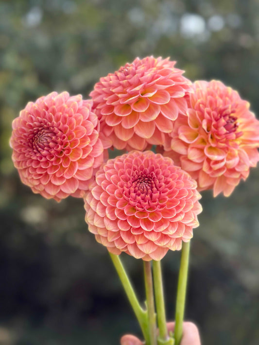 20th Ave Softer Peach dahlia