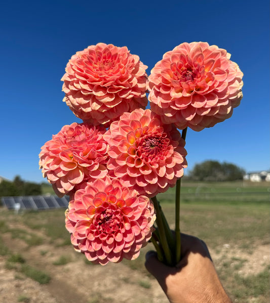 20th Ave Softer Peach dahlia