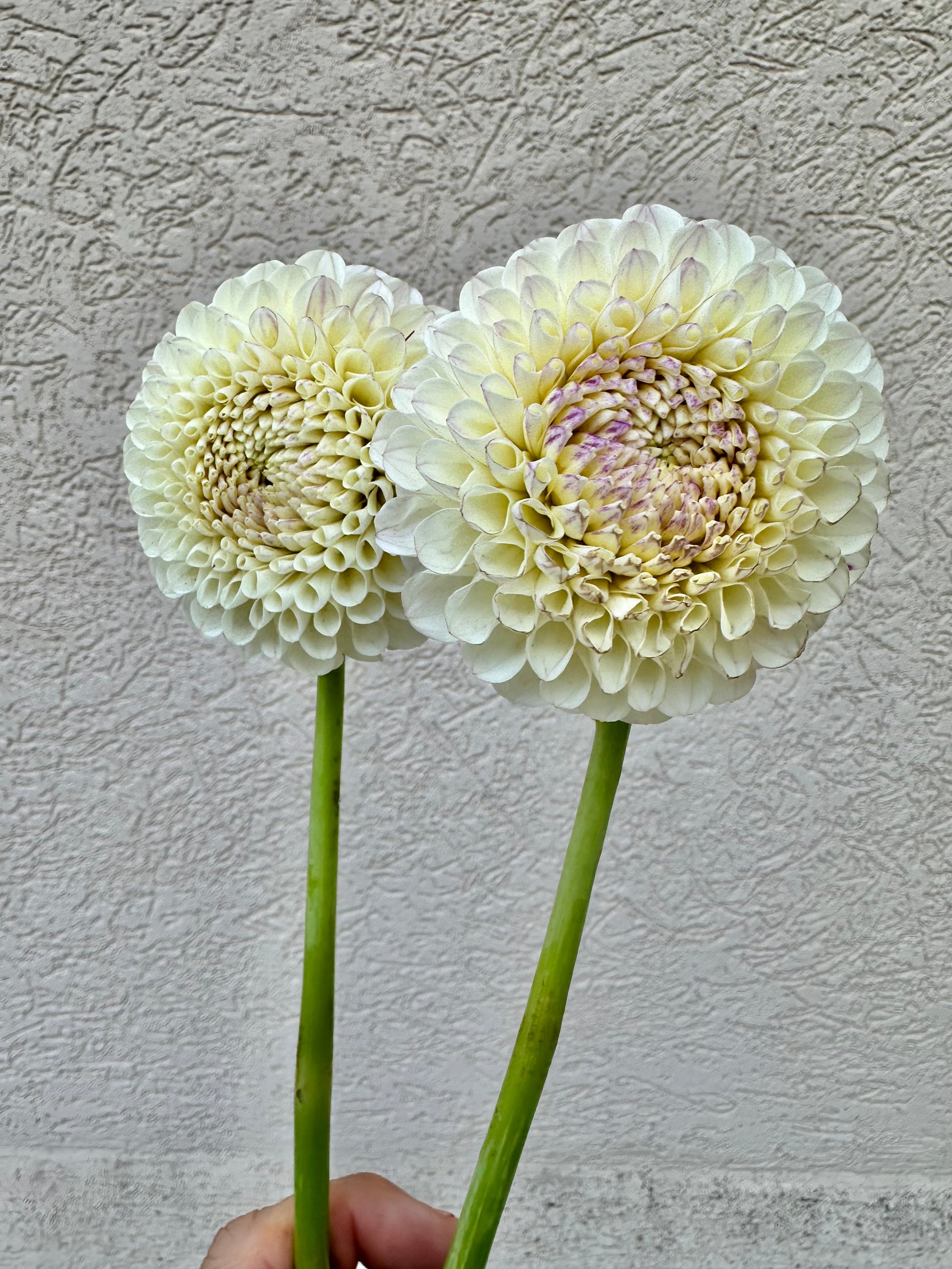 20th Ave Tradition dahlia