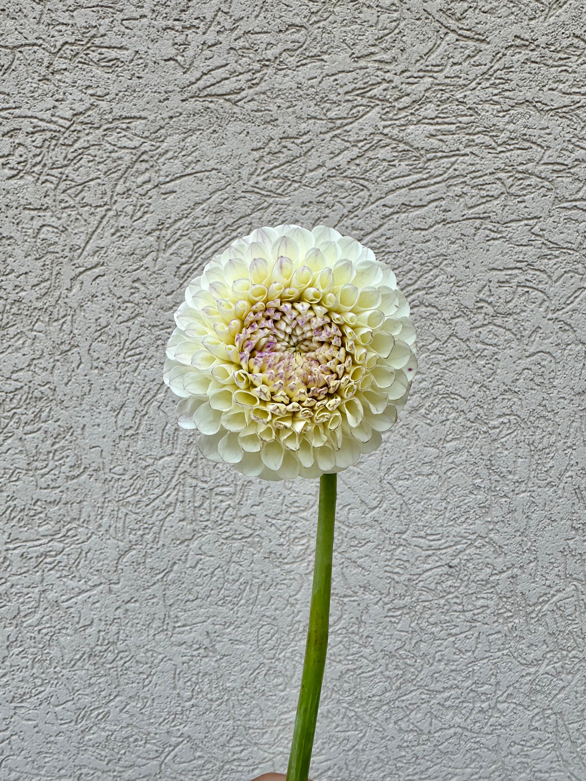 20th Ave Tradition dahlia