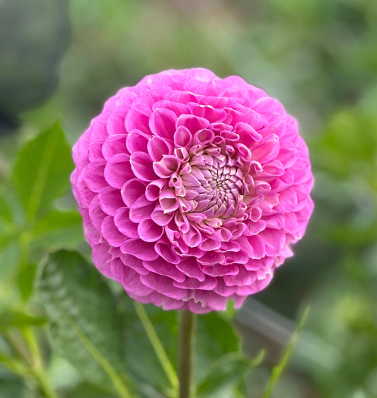 20th ave old major dahlia