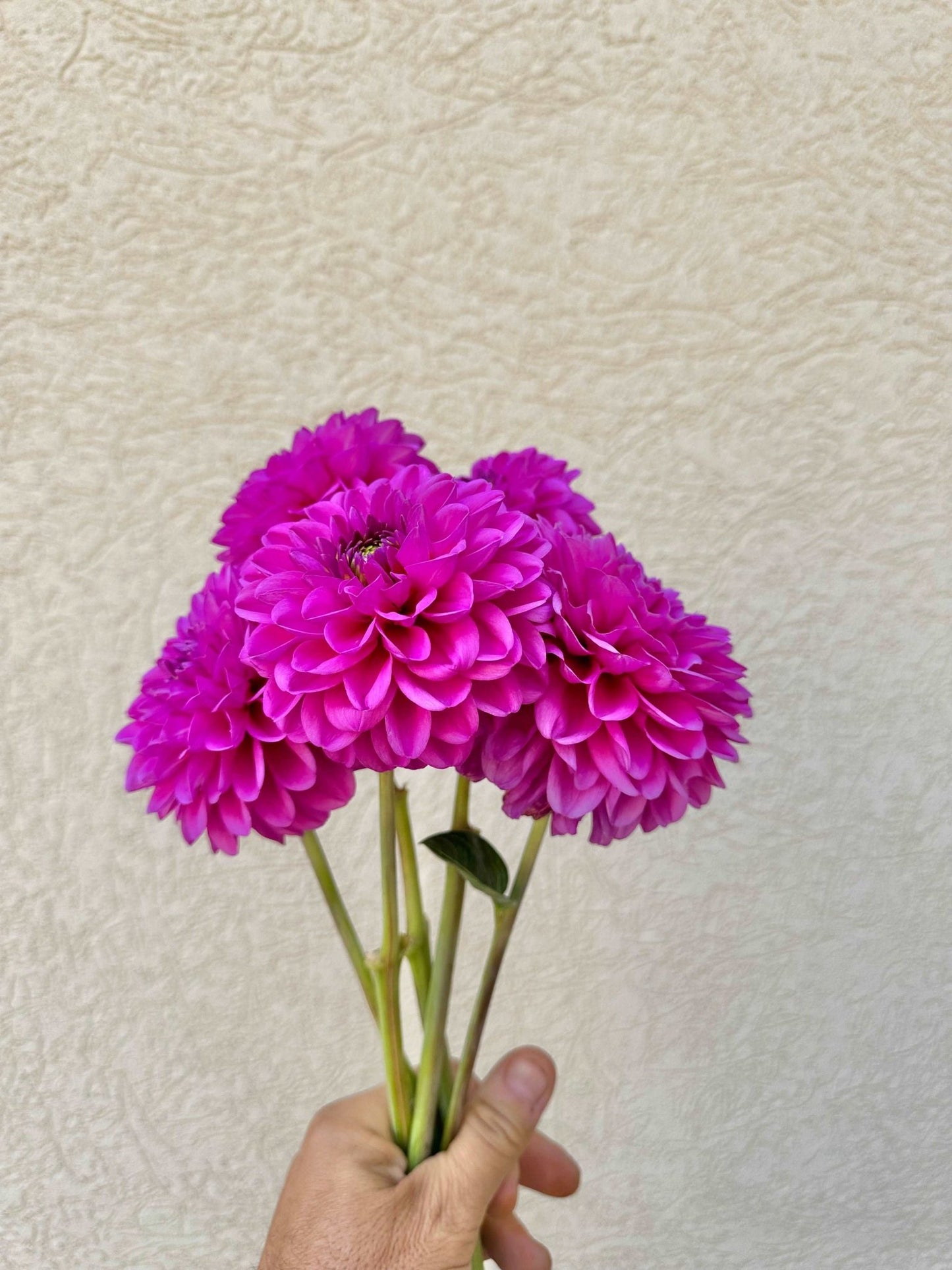 4 week dahlia flower bunch subscription (August - September) - Pedaling Petals